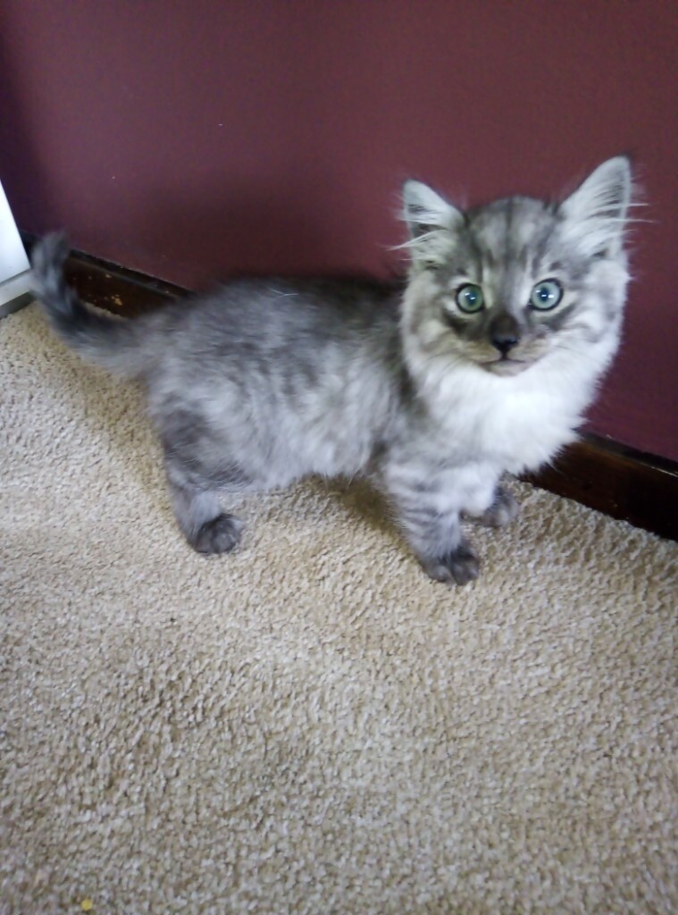 russian blue cross siamese